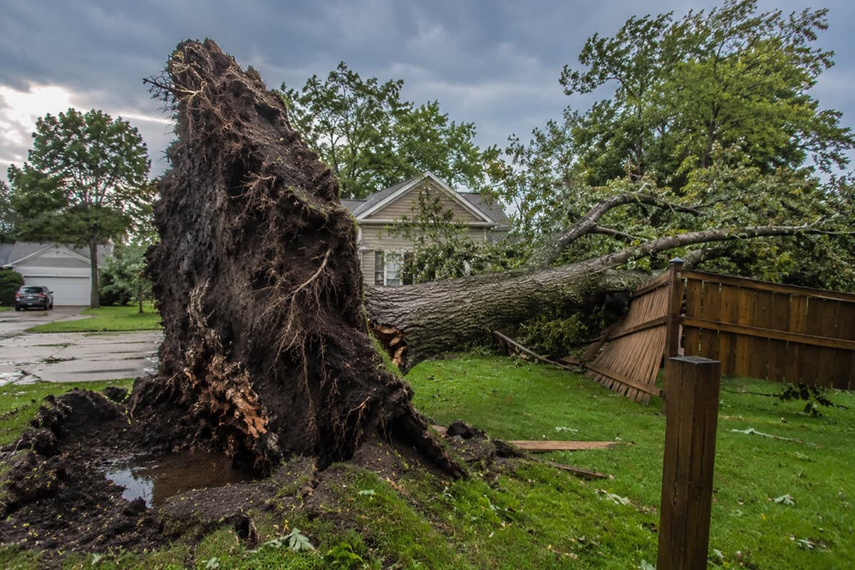 Storm-uprooted tree lying across a backyard fence, its root plate torn out of the lawn