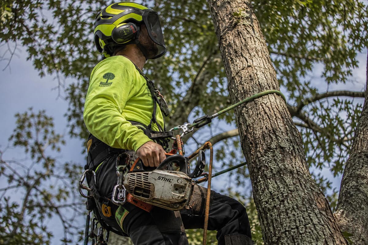 Arborist in helmet and harness roped to a tall trunk, chainsaw clipped to his belt